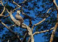 /album/fotogaleria/agula-arpia-jpg/